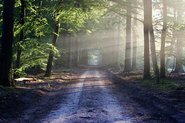 forest path sunlight image